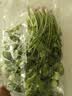 带根香菜100g 实拍图