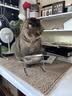 甜浪海猫碗狗碗304不锈钢猫食盆防打翻猫咪喝水碗保护颈椎增高宠物饭碗 实拍图