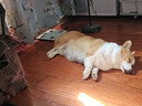 皇家狗粮 成犬粮 通用犬型 CC通用狗粮12月以上 8KG【成犬通用】 实拍图