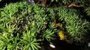 德沃多罗汉松植物营养液绿植盆栽花肥料园艺钾肥氮肥磷肥液体肥1200mL 实拍图