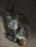 贵为（GiGwi）仿真发声小鸟逗猫玩具小猫咪幼猫自嗨解闷神器逗猫棒 实拍图
