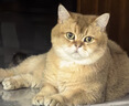 KONOKO宠物沐浴露猫咪狗狗清洁杀菌除螨除臭去味比熊泰迪专用浴液洗澡液 实拍图