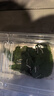 沃绣 蚕宝宝当天发货 活蚕宝宝蚕卵小蚕彩色蚕新鲜桑叶学生养蚕套装 2龄蚕宝宝10条+透气盒+桑叶 实拍图