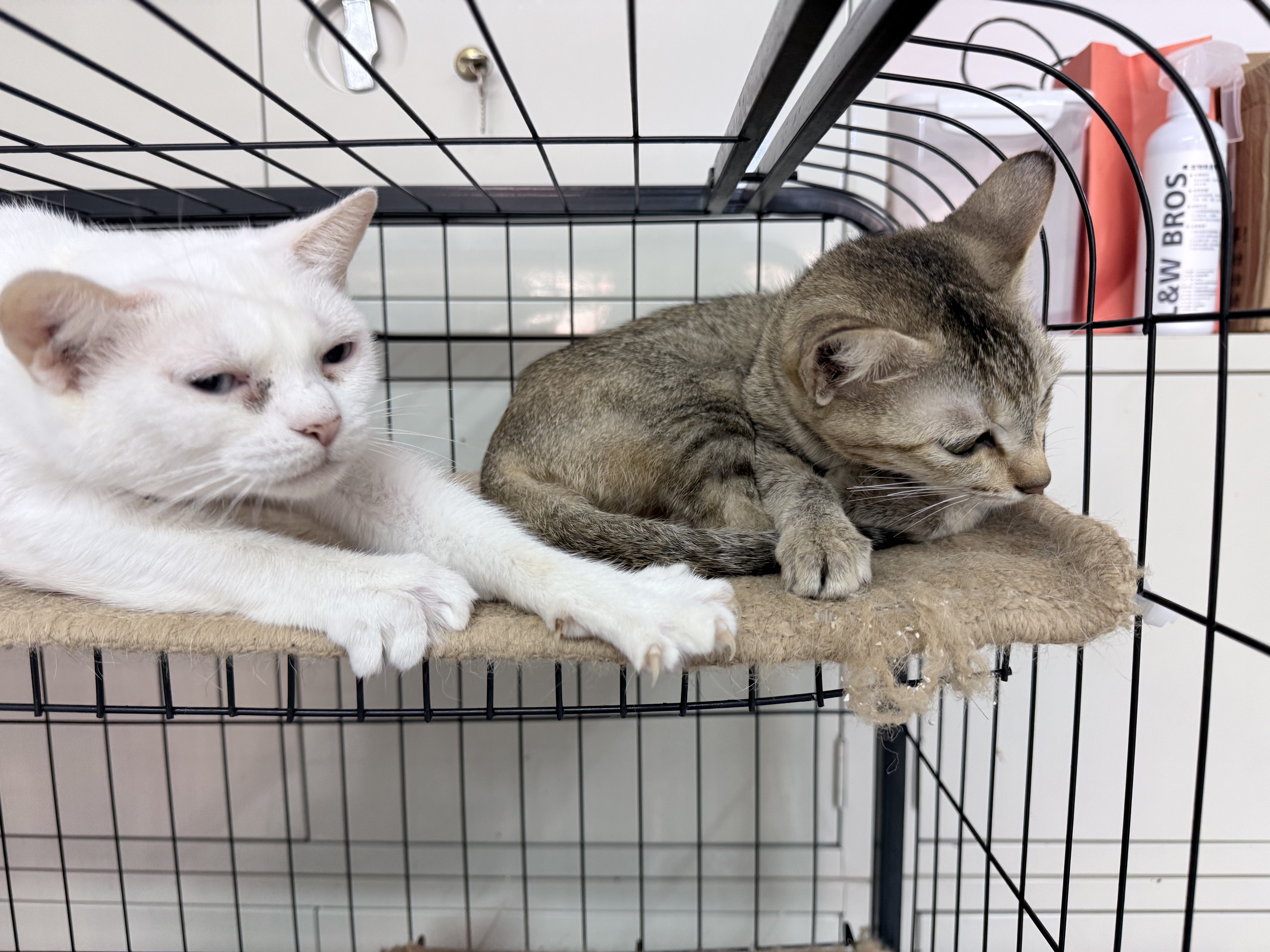 网易严选【梓渝好物】全价鲜蒸成猫幼猫粮高鲜肉护胃好消化 全阶段1.5kg 实拍图