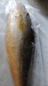三都港 冷冻黄花鱼700g/2条装 宁德大黄鱼 深海鱼 生鲜 鱼类 海鲜水产 实拍图