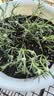 墨斗鱼通用型营养土6L 家用种菜绿植盆栽肥料多肉养花泥炭椰糠种植土壤 实拍图