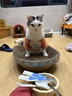 疯狂的主人猫抓板窝碗形特大号猫抓盆不掉屑猫窝宠物猫玩具瓦楞纸猫爪板椭圆 实拍图