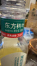 农夫山泉东方树叶菊花普洱500ml*15瓶无糖茶饮料0糖0脂0卡饮品整箱装 实拍图