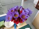 京东鲜花10枝紫色睡莲鲜花水养插花花束家庭客厅室内广州鲜花基地源头直发 实拍图