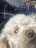 宝路狗粮老年犬狗粮 牛肉味1.8kg全犬种通用老年犬狗粮全价粮  实拍图
