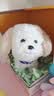 趣巢旺旺家族小狗犬会叫会走路唱歌电动毛绒玩偶仿真小狗儿童玩具 实拍图