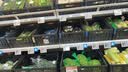 农夫山泉东方树叶青柑普洱茶500ml*15瓶无糖茶饮料0糖0脂0卡整箱 实拍图