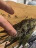 素养生活有机海带丝50g 海产干货 干海带霞浦海产 煲汤炖菜凉拌火锅食材 实拍图