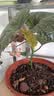 竹节海棠花卉盆栽大叶斑点易活四季阳台观叶秋海棠木本绿植物好养 3年苗25-30高【原盆发货】 实拍图