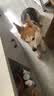 麦富迪狗粮 无谷牛肉双拼狗粮成犬小型犬比熊贵宾缓解泪痕 10kg/20斤 实拍图