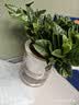 萌肉居易活盆栽花卉水培土培绿植桌面植物浓香型栀子花+早安盆源头直发 实拍图