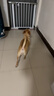 网易严选犬粮 全价冻干三拼狗粮幼犬成犬小型犬中大型犬通用泰迪 牛肉 2kg 实拍图