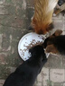 睿福祥土狗家狗通用型幼犬成犬冻干10斤装柯基泰迪金毛边牧中小型犬粮 【营养鲜肉纯粮】5斤装牛肉味 0lb 实拍图