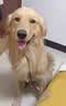 凯锐思【宠乐安心】成犬15kg 中大型小型犬金毛边牧通用狗粮囤货装30斤 实拍图
