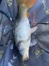 达亿瓦（DAIWA）一击 轻量鲤鱼鲫鱼草鱼罗非 进口鱼竿手杆 轻硬挺 休闲台钓 4.5m 一击F一代 45(综合)【经典一代，万人推荐】 不支持使用/试用后退换货 实拍图