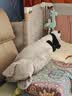 宜家（IKEA）KRAMIG克拉格毛绒玩具大熊猫白色黑色现代简约北欧风 熊猫 实拍图