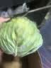 山东新鲜甘蓝包菜卷心菜圆白菜新鲜嫩绿莲花白现摘现发早餐减脂 新鲜包菜 2.8斤净重 人工挑拣 实拍图