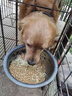 睿福祥土狗家狗通用型幼犬成犬冻干10斤装柯基泰迪金毛边牧中小型犬粮 【营养鲜肉纯粮】5斤装牛肉味 0lb 实拍图