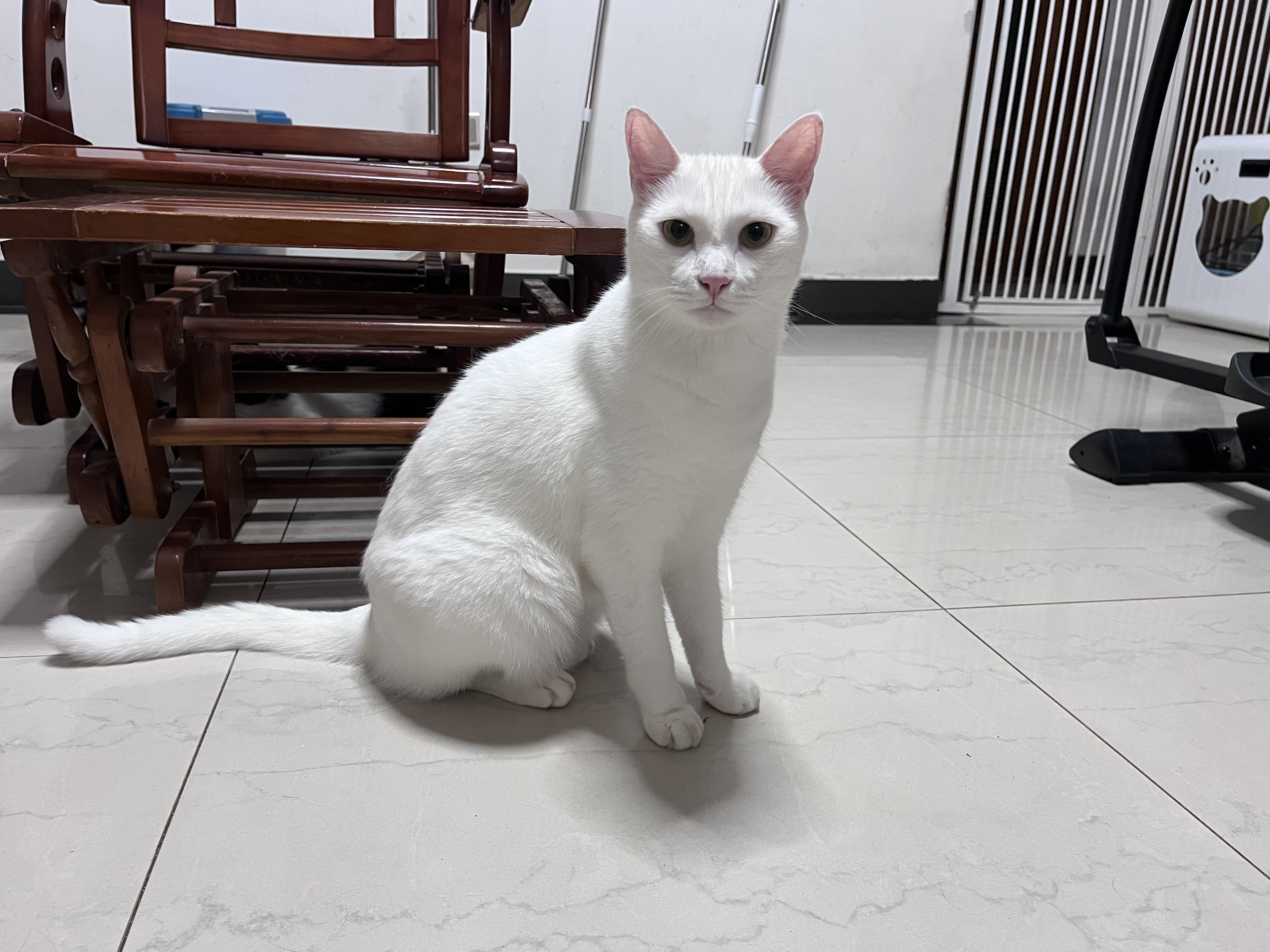 皇家猫粮 美短成猫粮 ASA31 通用粮 12月以上 4.5KG 实拍图