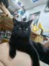 麦富迪猫粮 超肉粒冻干双拼幼猫粮免疫护肠胃 三文鱼2kg*3 实拍图