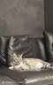红狗营养膏猫咪狗狗营养膏宠物幼犬猫营养补充剂乳铁蛋白维生素120g*3 实拍图