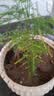 文竹盆栽绿植花卉盆景植物室内客厅水培文松云竹文竹大苗四季常青 小文竹【1颗】原盆原土球发货 高度15-25cm 实拍图