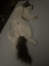votesil英国宠物护毛精华液 狗狗猫咪护毛素 布偶泰迪亮毛开结护理300ML 实拍图