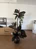 花财主天堂鸟盆栽办公室大型绿植客厅鸭脚木植物家用吸甲醛净化空气好养 橡皮树1.5-1.7m【黑色圆球盆】 实拍图