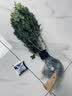 种花迷香水米兰花盆栽花卉绿植室内老桩带花苞四季开花好养驱蚊植物树苗 （花期带花苞）五年米兰【无盆】 含盆 实拍图
