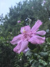 维达（Vinda）杀菌湿巾 80片*12包 杀菌率99.9%加厚升级湿巾大包卫生湿巾湿纸巾 实拍图