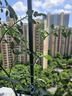 包塑钢管园艺支架杆黄瓜豆角葡萄种菜爬藤架绿植架攀爬架 直径16mm 长度210cm【10支装无配件】 实拍图
