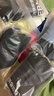 京东京造【新疆棉】2026新款男士内裤纯棉短裤夏季男10A抗菌平角特级4条 实拍图