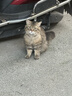 pidan混合豆腐猫砂 除臭结团经典款豆腐膨润土皮蛋猫砂2.4kg*8包 实拍图