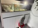 愛肯拿（ACANA）猫粮 牧场盛宴成猫幼猫粮 高蛋白无谷进口鸡肉粮5.4kg 效期27/5 实拍图