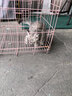 普安特宠物猫咪驱虫药驱虫体内外同驱跳蚤犬虱非泼罗尼滴剂爱滴克 实拍图