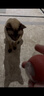 欢宠网猫玩具猫咪自动逗猫球棒电动自嗨神器自己玩解闷猫猫小猫幼猫宠物 实拍图