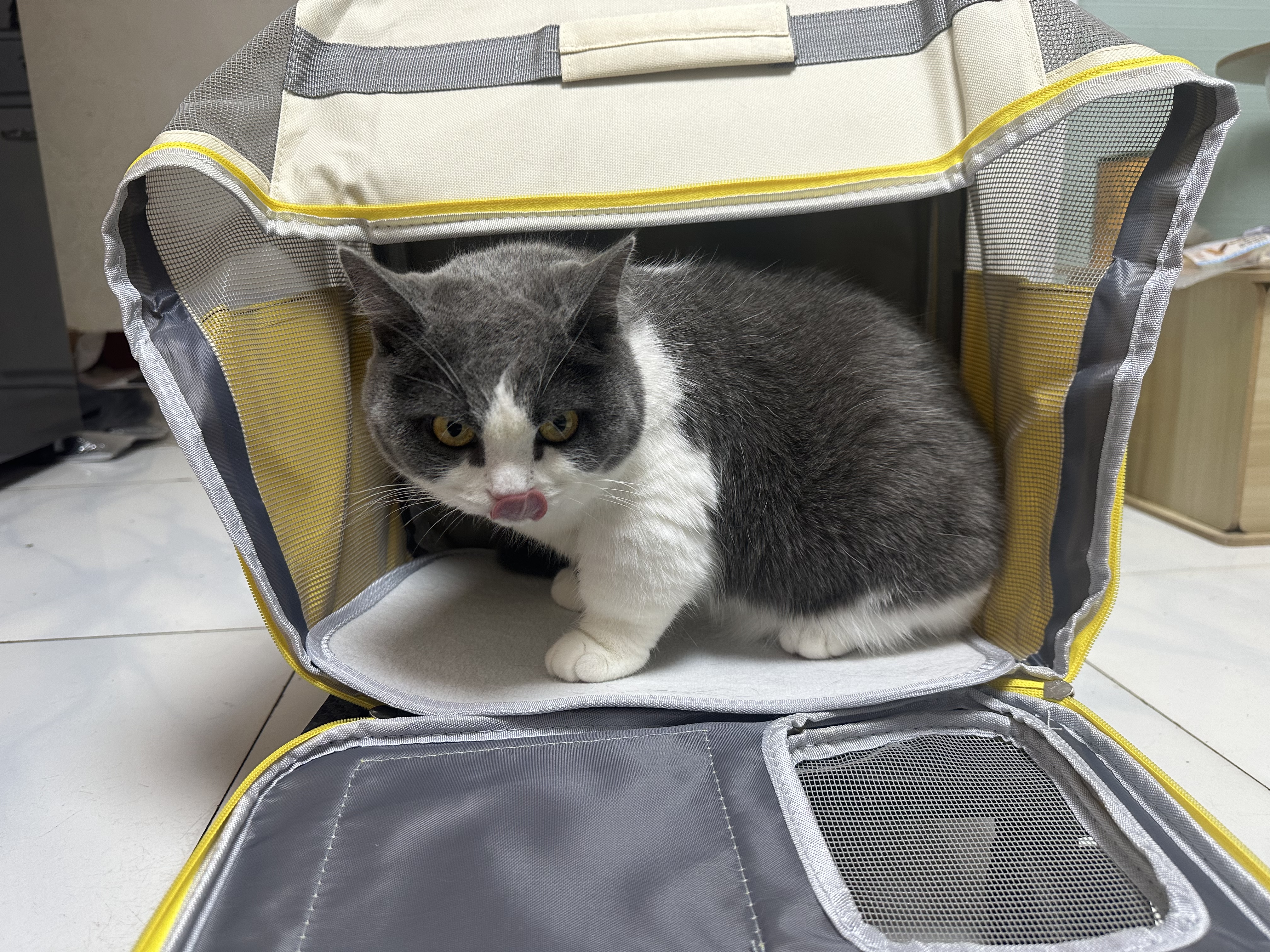 BNBNO猫包便携外出宠物拉杆箱猫咪双肩背包狗狗大容量行李箱猫笼子猫箱 实拍图