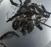 七春凤凰单枞茶叶鸭屎香蜜兰香清香浓香型组合500g2026新茶叶自己喝 实拍图