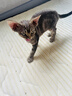 顽皮（Wanpy）Happy100果饭儿系列宠物零食猫罐头三文鱼80g*12罐 猫粮猫罐头 实拍图