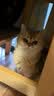 KOJIMA 宠物湿巾猫咪除臭去污猫狗犬猫通用湿巾猫咪狗狗擦泪痕全身清洁 【家庭超值装】湿巾80片*8袋 实拍图