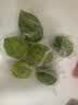 广东香水柠檬包邮新鲜水果柠檬精选皮薄奶茶店【百补优选】 香水柠檬6粒装  单果净重70g+ 实拍图