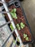史丹利椰糠砖650g*3 椰土砖椰砖营养土脱盐花土耶砖种菜通用型 实拍图