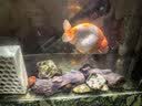 宠翰观赏鱼盐鱼缸清洁盐黄盐海盐净化水质水族专用盐养鱼用品2斤 实拍图
