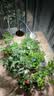 三思植物补光灯仿太阳全光谱 全光谱植物灯 盆栽花卉-双头一体 实拍图