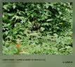 松下（Panasonic）Lumix G100D M43画幅相机 M43卡口 微单相机 无反数码相机 G100D+【12-60mm白盒】单镜套装 实拍图